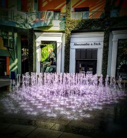 Purple flowering plants outside building