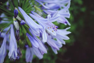Close-up of insect on purple flowering plant