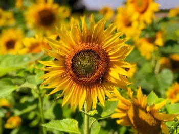 Close-up of yellow flowering plant