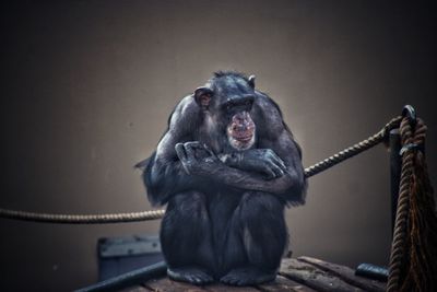 Lion holding camera against wall at zoo