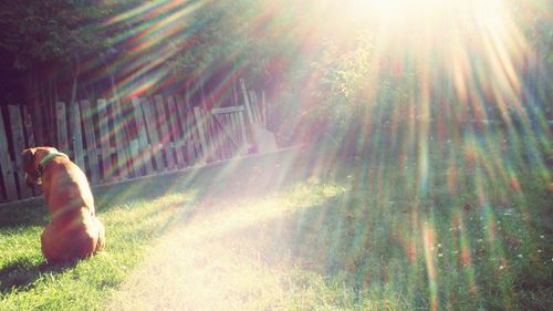 Sun shining through trees