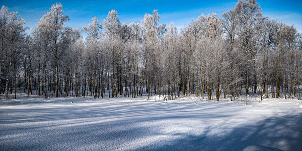 Trees on snow covered field against sky