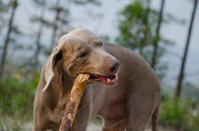 Close-up of weimaraner with stick