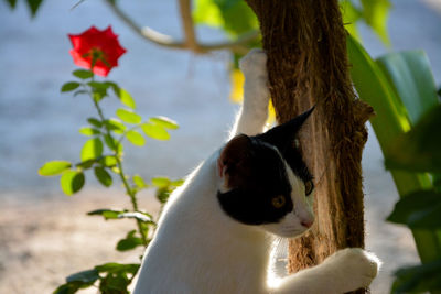 Side view of cat by tree 