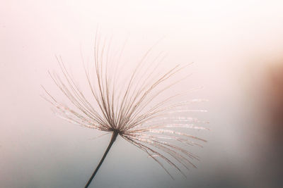 Low angle view of dandelion against sky