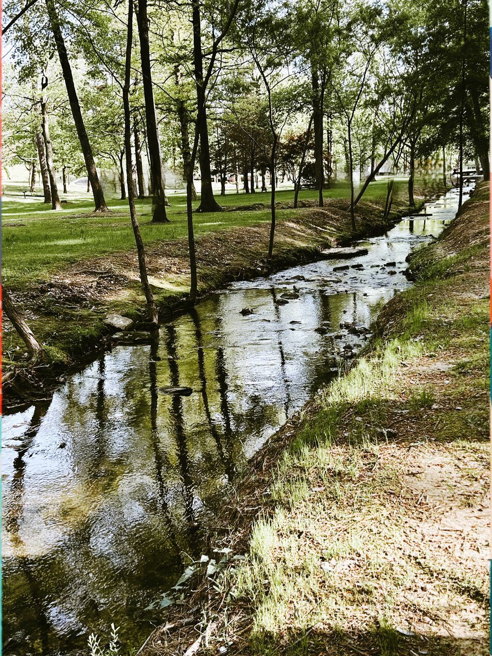 plant, tree, water, nature, tranquility, day, no people, beauty in nature, transfer print, growth, land, tranquil scene, woodland, auto post production filter, grass, scenics - nature, leaf, forest, environment, outdoors, reflection, wetland, lake, stream, green, non-urban scene, landscape, trunk, tree trunk, natural environment, sunlight