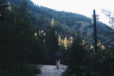 Rear view of woman walking on mountain in forest