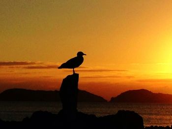 Silhouette of birds in sea at sunset