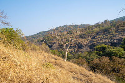 Trees on field against clear sky