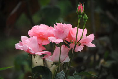 Close-up of pink flowers blooming outdoors