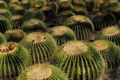 Close-up of cactus growing on field