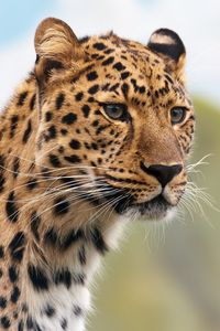 Close-up of a cat looking away