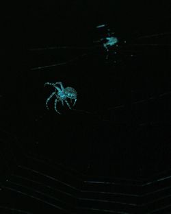 Close-up of jellyfish in water