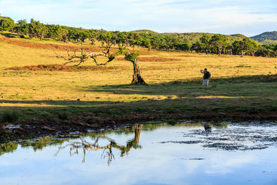 Reflection of trees in water on land