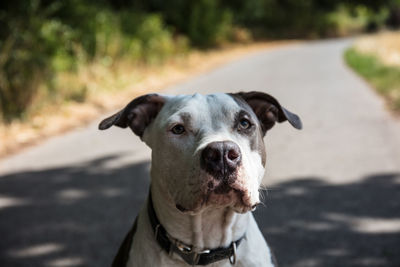 Portrait of dog on road