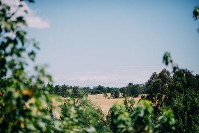 Panoramic shot of trees on field against sky