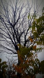 Low angle view of flower tree against sky