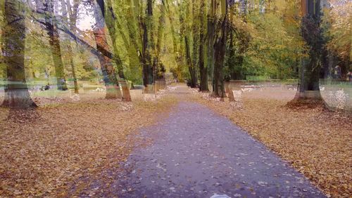 Road passing through forest