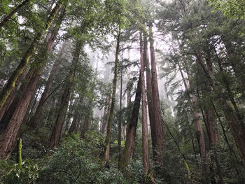 Low angle view of trees in forest