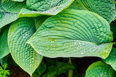 Close-up of wet plant leaves