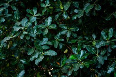 High angle view of plants