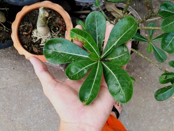 High angle view of hand holding plant