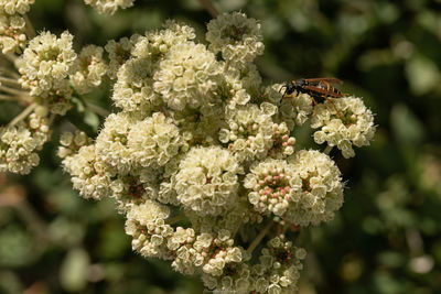 Close-up of insect on flower