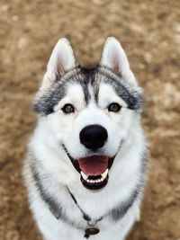 High angle view portrait of siberian husky