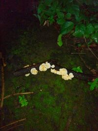 Close-up of flowers growing in forest