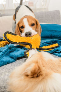 Dog resting on sofa at home