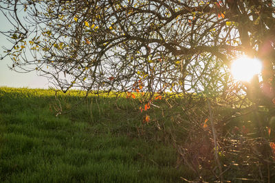 Trees growing on field against sky