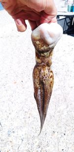 Close-up of hand holding fish