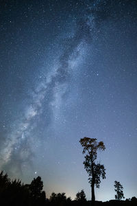 Low angle view of trees against sky at night