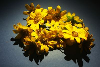 Close-up of yellow flowering plant