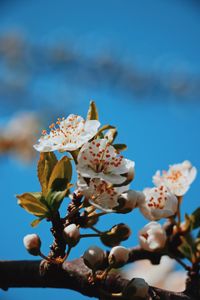 Close-up of cherry blossom against sky