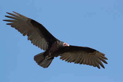 Low angle view of eagle flying against clear blue sky