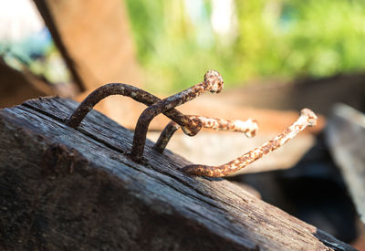 Close-up of rusty nail on wood