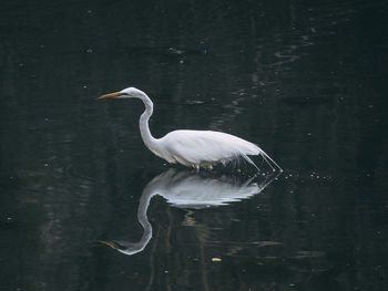 Bird on a lake