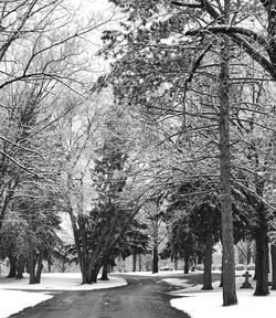 Bare trees in winter