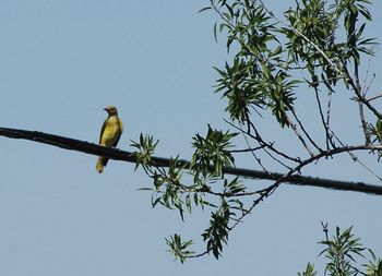 Low angle view of birds perching on tree