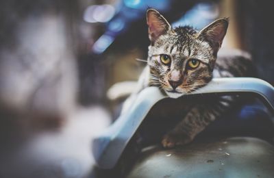 Close-up portrait of a cat