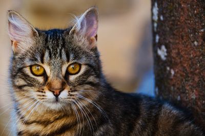 Close-up portrait of cat