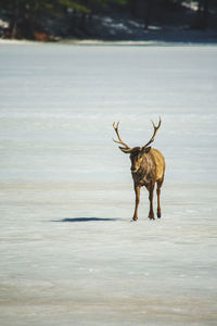 Deer on frozen lake