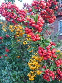 Close-up of red berries growing on tree