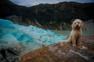 Portrait of dog sitting on mountain against sky