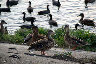 Ducks on a river