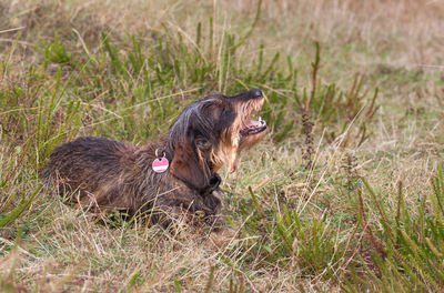 Close-up of dog on field