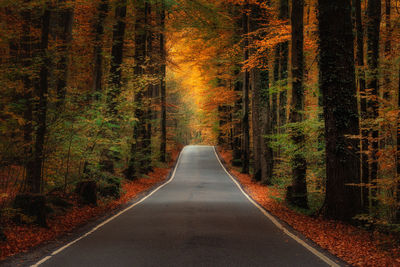 Road amidst trees in forest during autumn