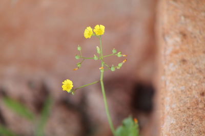 Close-up of yellow flower