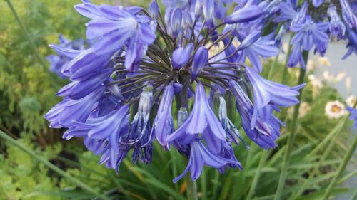 Close-up of purple flowers